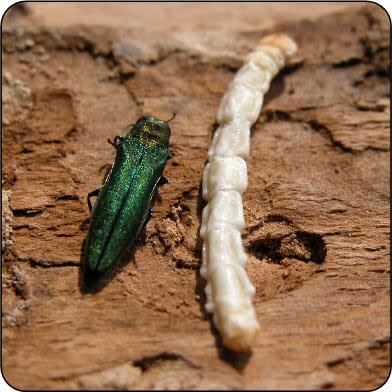 The emerald ash borer is an invasive beetle that has spread throughout regions of North America. Experts say the beetle is spread primarily through the transportation of firewood. (Government of Ontario - image credit)