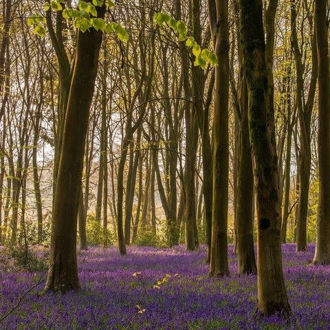 <p>Micheldever Woods in Hampshire is one of the best places to see the blossoming bluebells. Predominantly a beech wood, it's home to diverse range of <a href="https://www.countryliving.com/uk/wildlife/countryside/a36158435/garden-birds-homebase-home-for-all-campaign/" rel="nofollow noopener" target="_blank" data-ylk="slk:birds;elm:context_link;itc:0;sec:content-canvas" class="link ">birds</a>, insects and wildlife. A visit here is certain to lift your spirits. </p><p><strong>Like this article? <a href="https://hearst.emsecure.net/optiext/cr.aspx?ID=zsATrj4qAwL7PXfHOfbti0xjie5wOfecvOt8e1A3WvL5x0TsMrTgu8waUpN%2BcCNsV3wq_zCaFTleze" rel="nofollow noopener" target="_blank" data-ylk="slk:Sign up to our newsletter;elm:context_link;itc:0;sec:content-canvas" class="link ">Sign up to our newsletter</a> to get more articles like this delivered straight to your inbox.</strong></p><p><a class="link " href="https://hearst.emsecure.net/optiext/cr.aspx?ID=rEIqRuDcS16UGvb2CsG9coU7Y5ojOQn7P8im9ejs0NiFp18n8XFjb_nzImbDz5wFw3EeZozf_PGbri" rel="nofollow noopener" target="_blank" data-ylk="slk:SIGN UP;elm:context_link;itc:0;sec:content-canvas">SIGN UP</a></p><p><strong>Looking for some positivity? Get </strong><strong>Country Living</strong><strong> magazine posted through your letterbox every month.</strong> </p><p><a class="link " href="https://go.redirectingat.com?id=127X1599956&url=https%3A%2F%2Fwww.hearstmagazines.co.uk%2Fcl%2Fcountry-living-magazine-subscription-website&sref=https%3A%2F%2Fwww.countryliving.com%2Fuk%2Fwildlife%2Fcountryside%2Fg36350167%2Fflower-field%2F" rel="nofollow noopener" target="_blank" data-ylk="slk:SUBSCRIBE NOW;elm:context_link;itc:0;sec:content-canvas">SUBSCRIBE NOW</a> </p><p><a href="https://www.instagram.com/p/COcVU-dJYgf/" rel="nofollow noopener" target="_blank" data-ylk="slk:See the original post on Instagram;elm:context_link;itc:0;sec:content-canvas" class="link ">See the original post on Instagram</a></p>