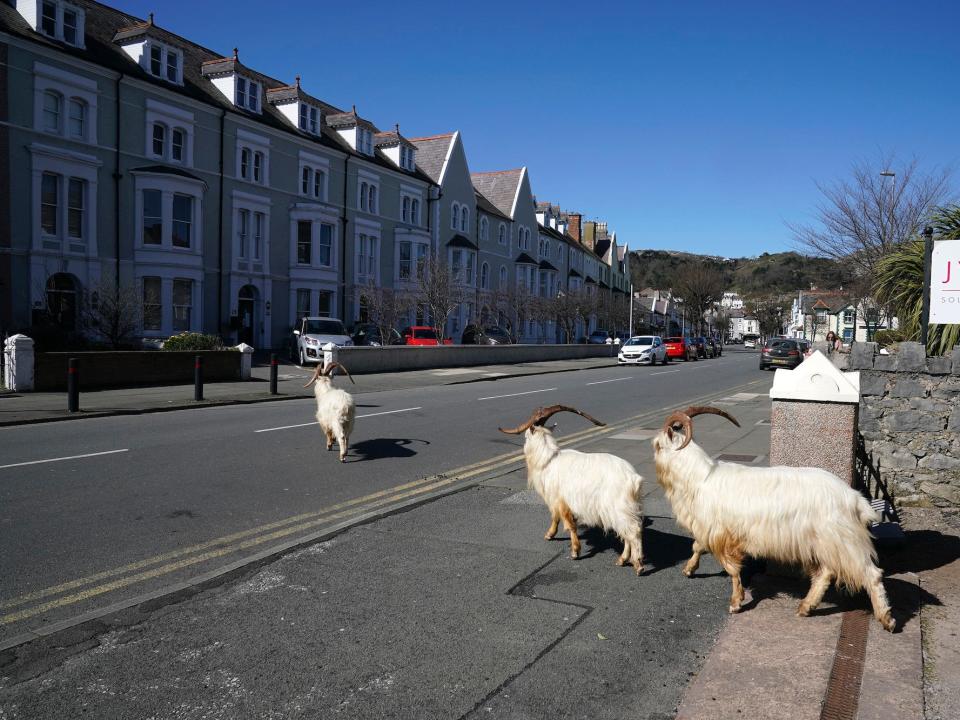 Mountain goats roam the streets of LLandudno on March 31, 2020 in Llandudno, Wales.