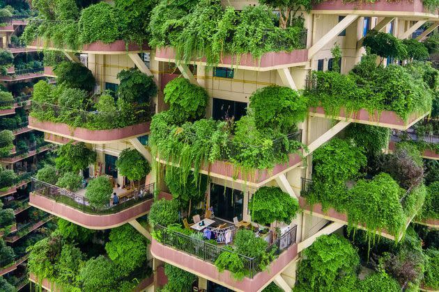 <p>Des bâtiments résidentiels "végétalisés" du sud-ouest de la Chine, avec plantes luxuriantes sur les balcons des appartements, se retrouvent envahis par leur propre végétation au point d'être fuis par leurs résidents, à Chengdu, en Chine. </p>