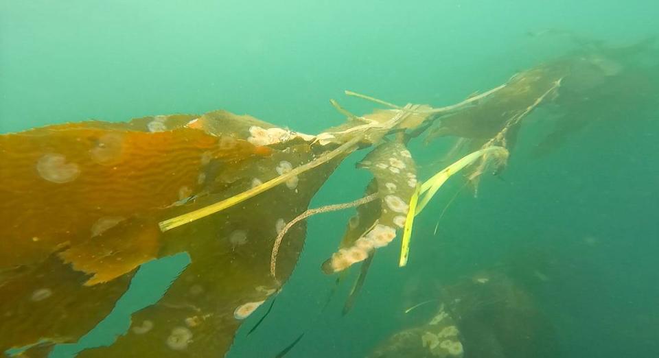 Many of the kelp leaves in the Morro Bay harbor have white patches, which are actually animals called crust bryozoans. 