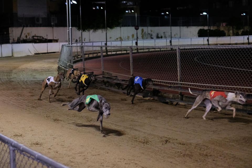 Greyhounds run on the sand ground during the last race at the Macau Canidrome Club.
