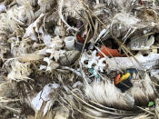 In this Oct. 22, 2019, photo, plastic sits in the decomposed carcass of a seabird on Midway Atoll in the Northwestern Hawaiian Islands. Midway is littered with countless bird skeletons that have brightly colored plastic protruding from their now decomposing intestines. Bottle caps, toothbrushes and cigarette lighters sit in the centers of their feathery carcasses. (AP Photo/Caleb Jones)