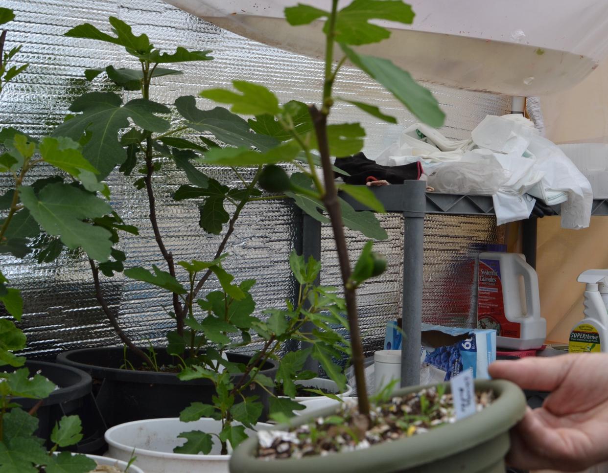 Fig trees can be successfully grown in a heated greenhouse.