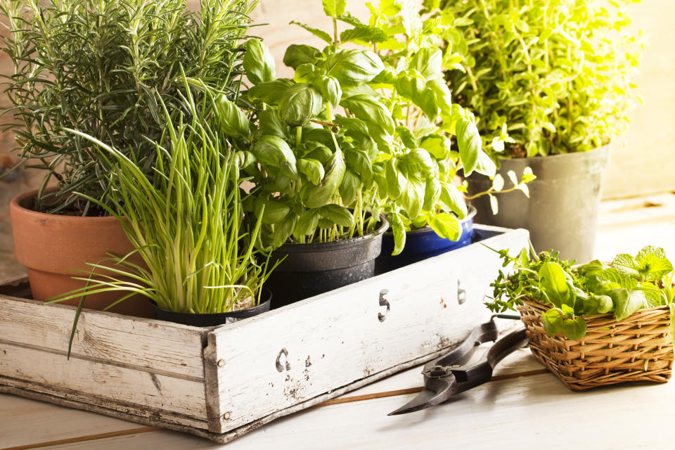 mixed herbs such as basil, chives and rosemary in pots in a wooden tray, gardening tool lying on wooden table