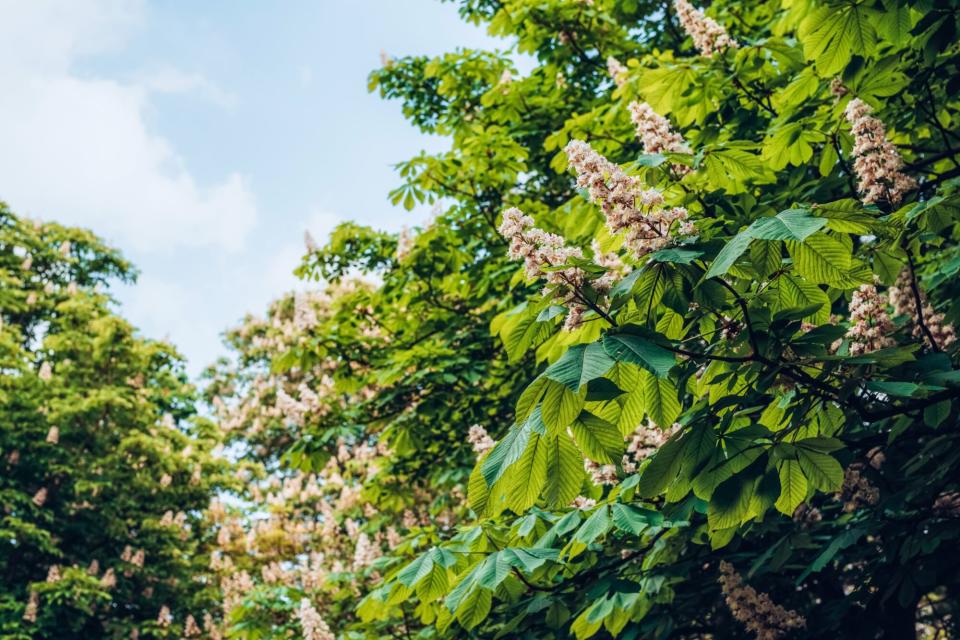 European Horsechestnut (Aesculus hippocastanum)