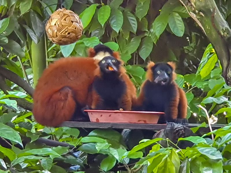 Red Ruffed lemur twins, born in February, are seen at the Singapore Zoo