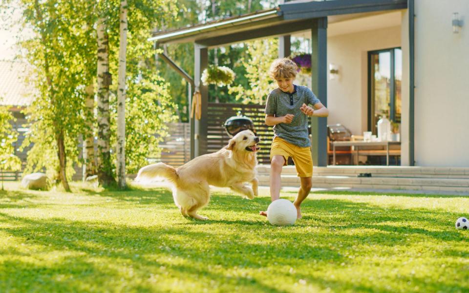 Spielende Kinder und Hunde