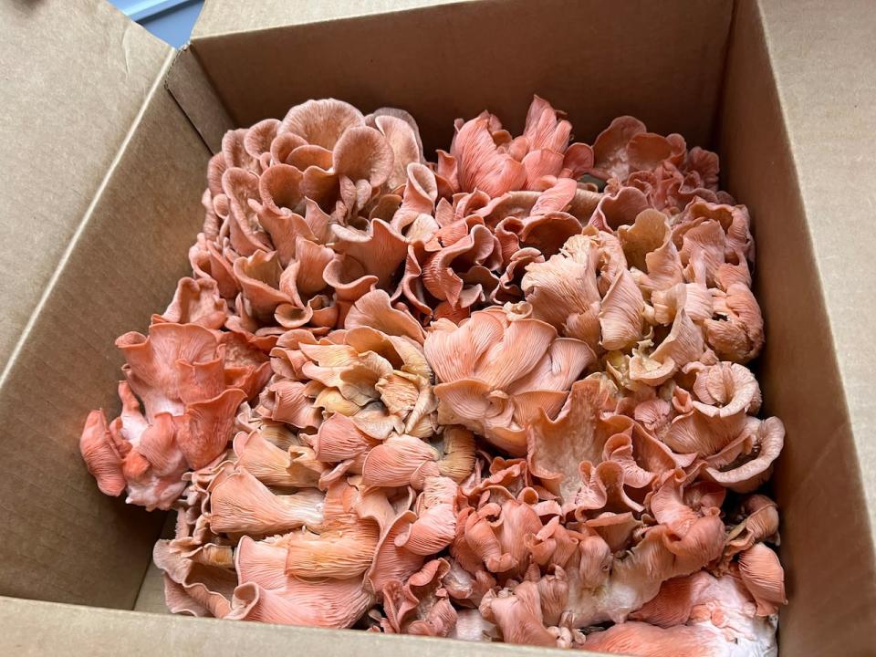 A box of pink oyster mushrooms, harvested and ready to be delivered. These mushrooms have a meaty taste, Mitchell said, and taste a bit like bacon or ham. 