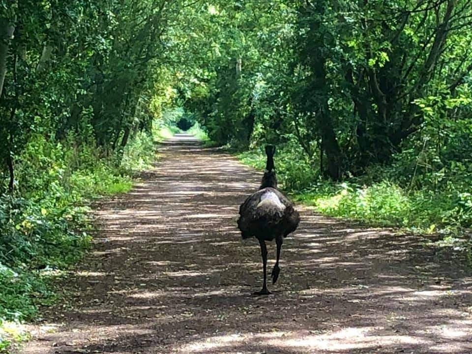 South Yorkshire Police and the RSPCA have been bombarded with calls about the bird. (SWNS)