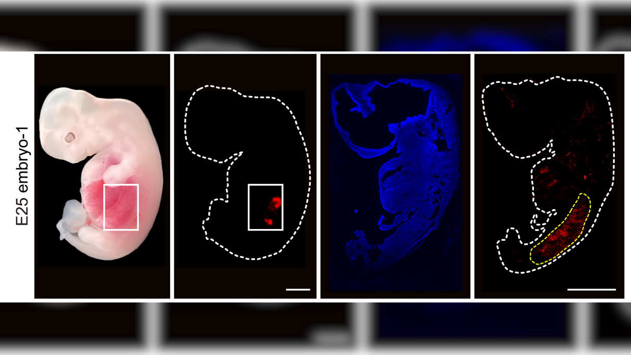  Figure from the study showing humanized kidney cells inside the embryo 