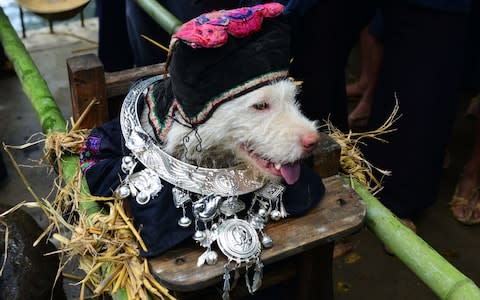 Dog Carrying Day: Behold the Chinese festival where villagers worship pooches on a throne for one day