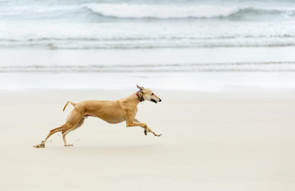 Greyhound Running