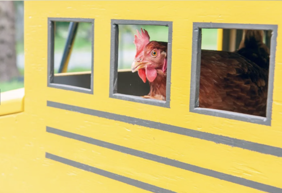 Intelligent B.C. chicken Lacey pecks her way to Guinness World Record