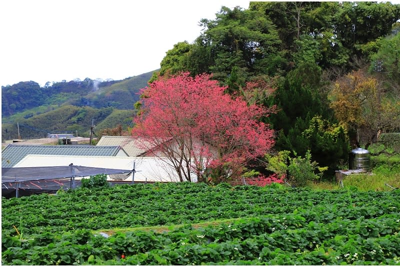 苗栗大湖｜蜜境高山草莓園