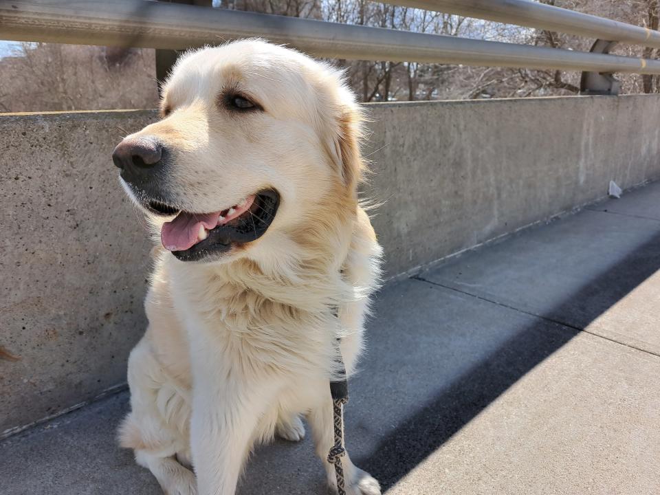 <p>A Great Pyrenees</p> 