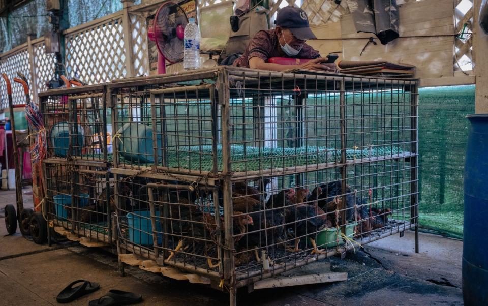 A market worker checks his phone as he lies on a cage of live chickens at the Khlong Toei wet market in Bangkok - JACK TAYLOR