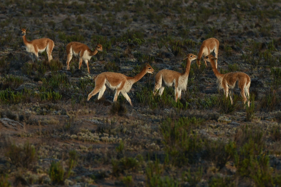 La lana de vicuña se considera la “fibra de los dioses”. (Photo by Artur Widak/NurPhoto via Getty Images)
