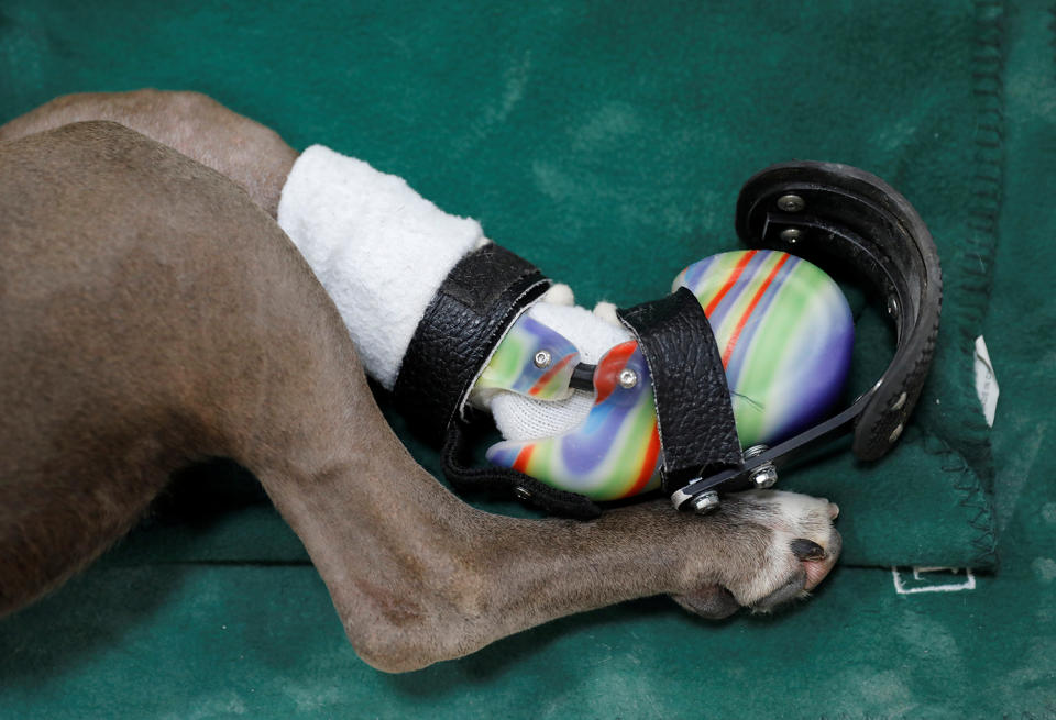 Pitbull’s prosthetic paw