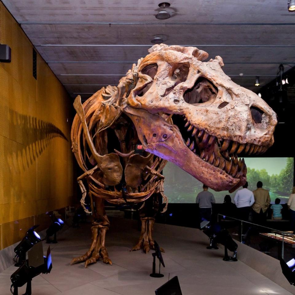 SUE: The T. rex Experience is at Cranbrook Institute of Science through April 30, 2023.