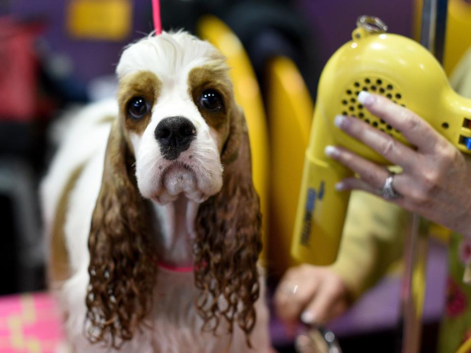 cocker spaniel