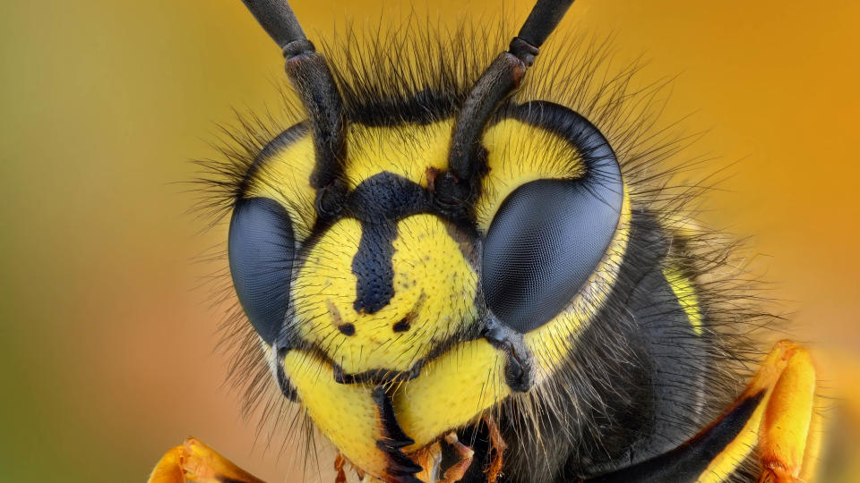 Wasp eyes