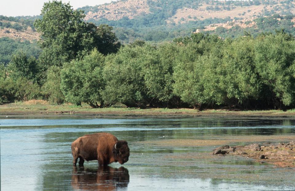 A buffalo cools off in Crater Lake against the background of the Wichita Mountains Wildlife Refuge in southwest Oklahoma.