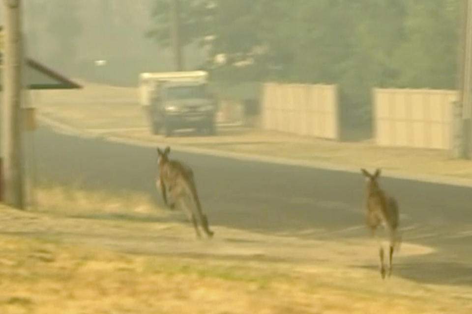 In this image made from video taken Dec. 21, 2019, kangaroos move as nearby property burn in a fire in Lithgow, New South Wales state, Australia. Australian Prime Minister Scott Morrison on Sunday apologized for taking a family vacation in Hawaii as deadly bushfires raged across several states, destroying homes and claiming the lives of two volunteer firefighters.(Australian Broadcasting Corporation via AP)