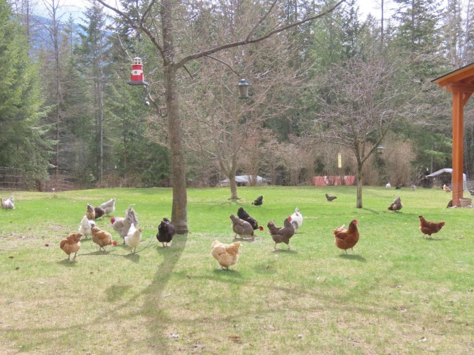 In late April, investigators with the Canadian Food Inspection Agency confirmed Peggy Ife's chickens had avian flu and euthanized more than 100 birds, mostly chicks.   (Peggy Ife - image credit)