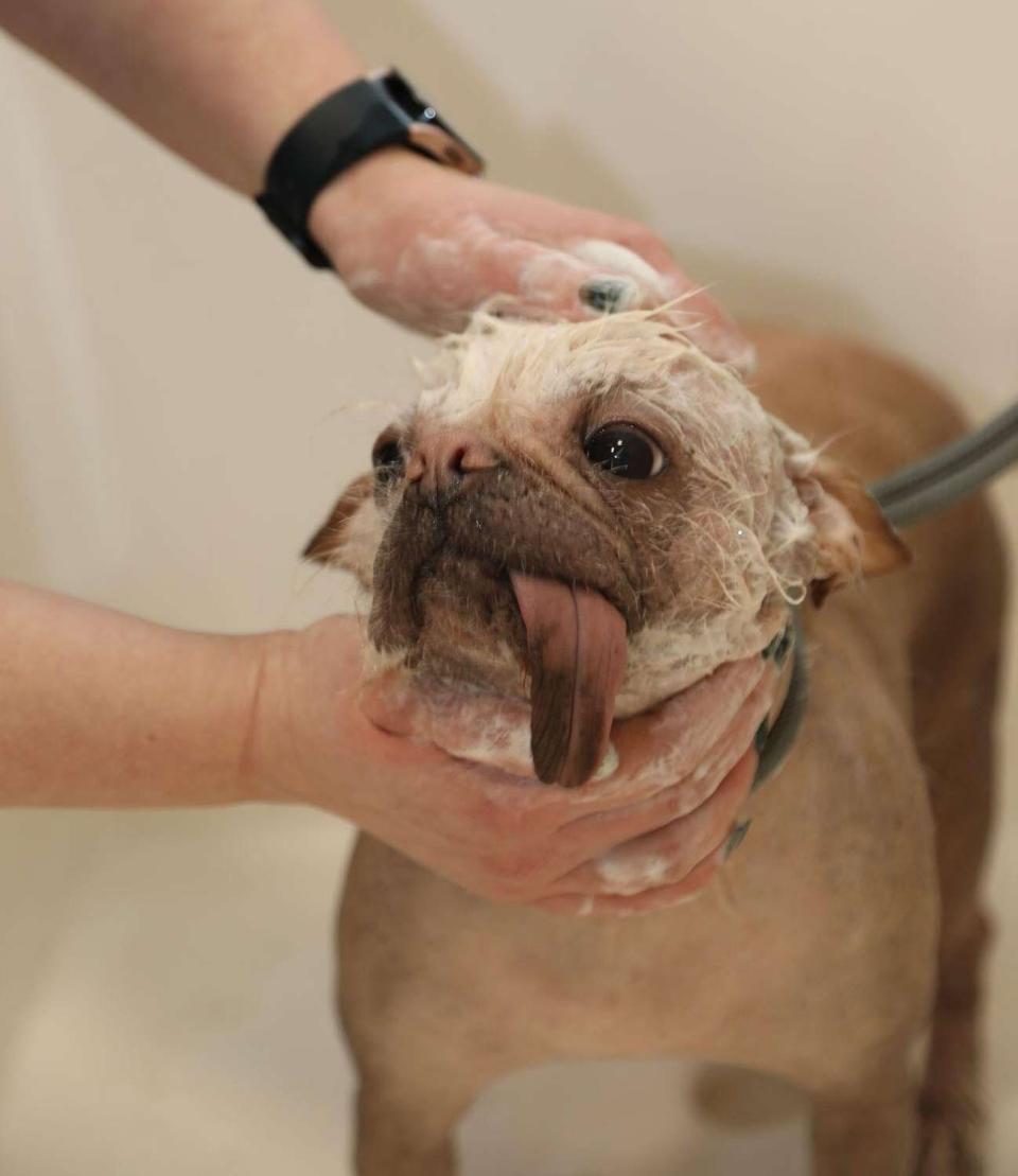 U.K.'s Ugliest Dog Spa Day