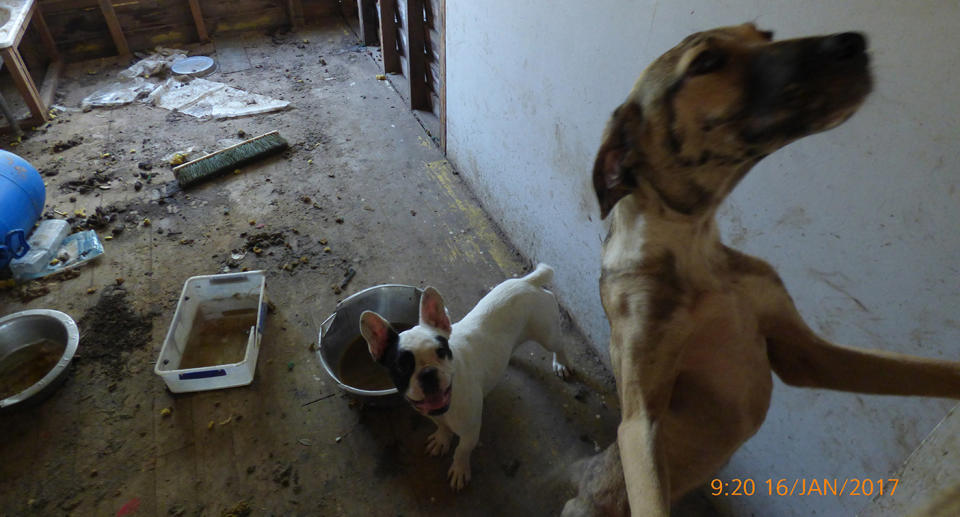 An RSPCA photo shows a filthy puppy farm.