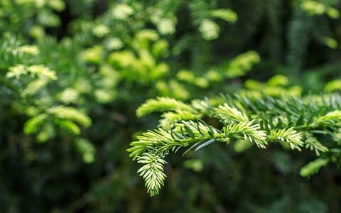 Scots pine Christmas tree - Credit: Eden Christmas Trees