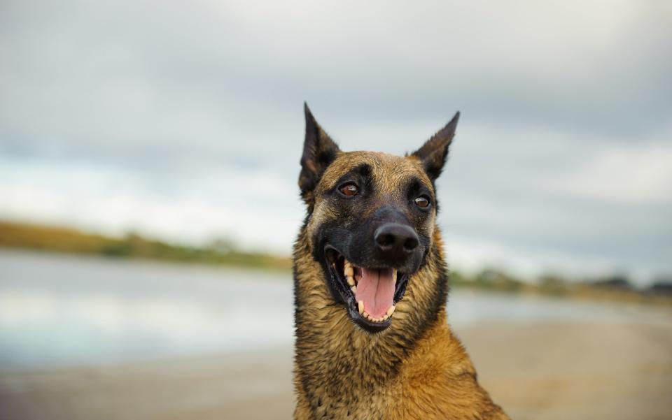 Un malinois belge est un chien de berger de taille moyenne qui n'est pas différent du berger allemand - Tara Gregg / EyeEm