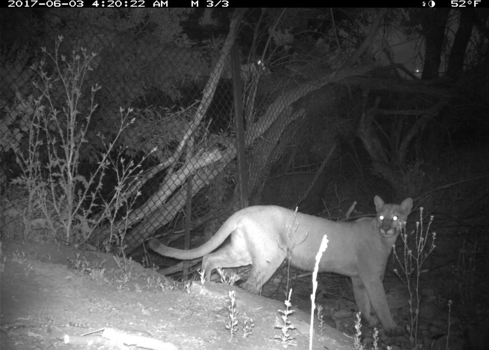 A mountain lion is seen just a few feet from the 101 freeway, near the site of the Annenberg Wildlife Crossing. (National Park Service)