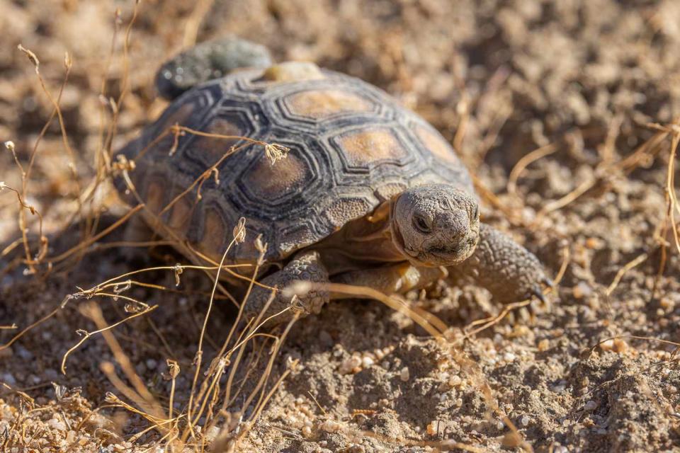 <p>San Diego Zoo Wildlife Alliance</p> Peter Pan the desert tortoise 