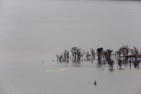 Flamingos gather next to trees damaged by flooding at Lake Nakuru National Park, Kenya, August 20, 2015. REUTERS/Joe Penney