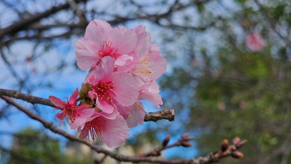 《圖說》嬌嫩夢幻的河津櫻。〈高灘處提供〉