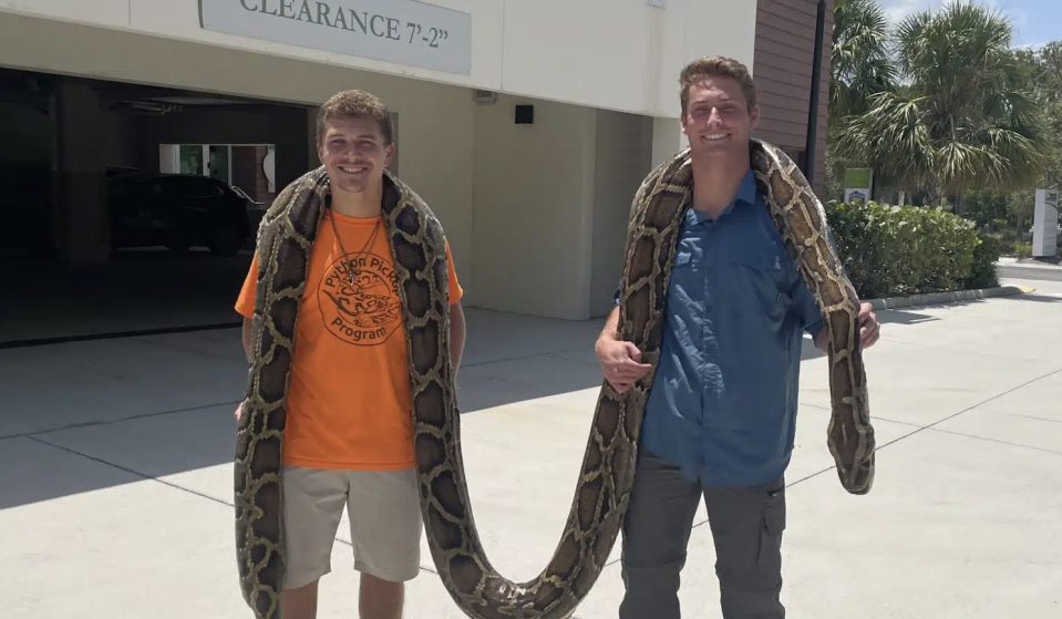 Stephen Gauta and Jake Waleri pose with the 19-foot Burmese python they captured and killed in Florida. / Credit: Conservancy of Southwest Florida