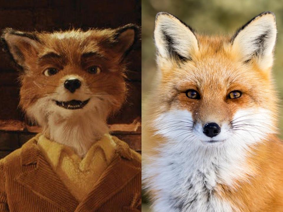 mr fox side by side