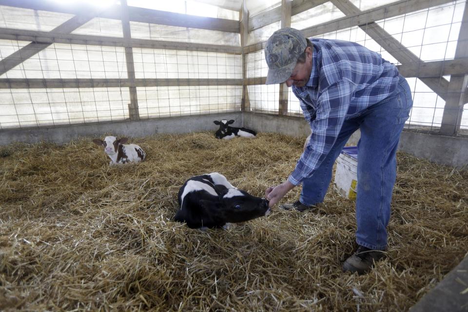 This photo taken Oct. 16, 2013 shows Larry Hasheider checking on a calf on his farm in Okawville, Ill. Hasheider grows soybeans, wheat and alfalfa on the farm, nestled in the heart of Illinois corn country where he also has 130 dairy cows, 500 beef cattle and 30,000 hogs and even gives tours, something he says he never would have done 20 years ago. Add one more item to the list of chores that Larry Hasheider has to do on his 1,700-acre farm: defending his business to the American public. There's a lot of conversation about traditional agriculture recently, and much of it is critical. Among the issues people are concerned about: genetically modified crops, overuse of hormones and antibiotics, inhumane treatment of animals and whether the government subsidizes unhealthy foods. (AP Photo/Jeff Roberson)