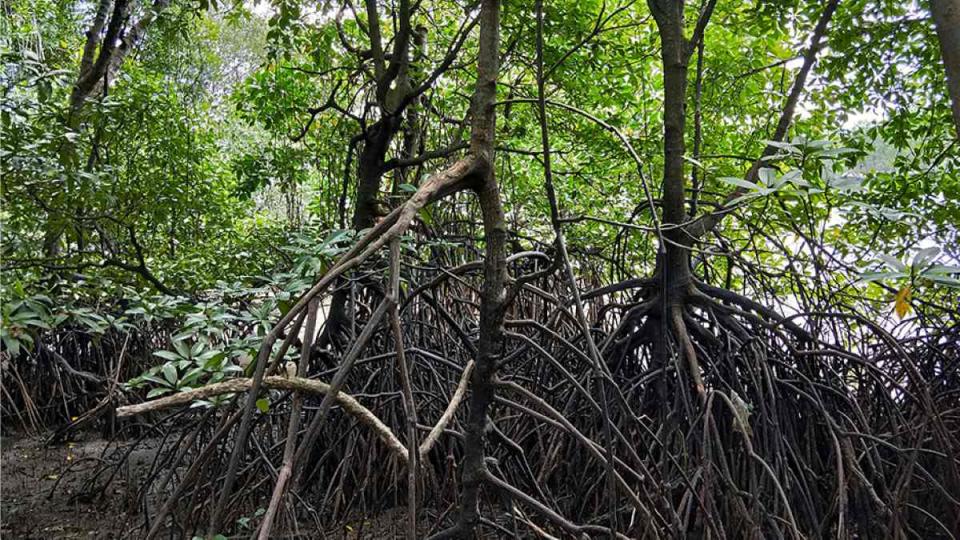 sungei buloh hero mangroves