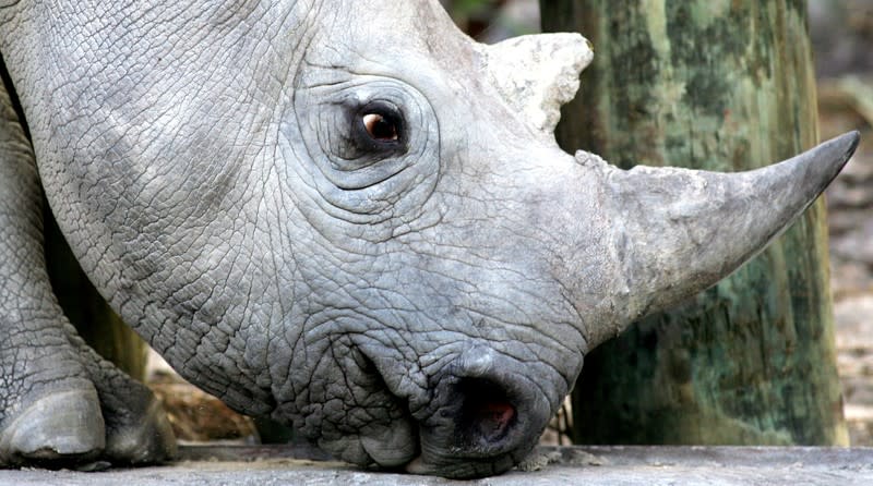 FILE PHOTO: A 33 month old black rhino is seen at a game reserve near Cape Town
