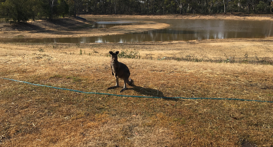 A small kangaroo in a bare paddock with a dam behind it. 