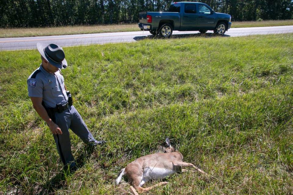 South Carolina Highway Patrol Trooper Richard Roman stands over a deer struck by a car on River Oaks Drive on Friday. Oct. 11, 2019. Vehicle-deer collisions have tripled in Horry County in the last decade as the area’s population has grown.