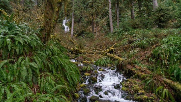 the Hoh Rainforest