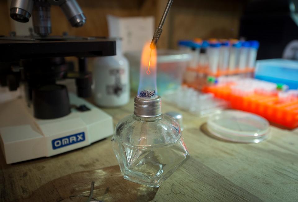 David Ishee sterilizes a loop while working with bacteria transfer during an experiment Thursday, Nov. 8, 2019.