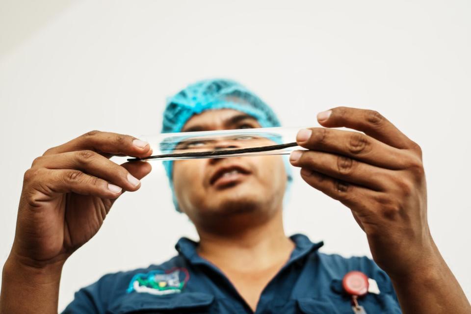 A man wearing a blue hair net holds up a black bean in a tube