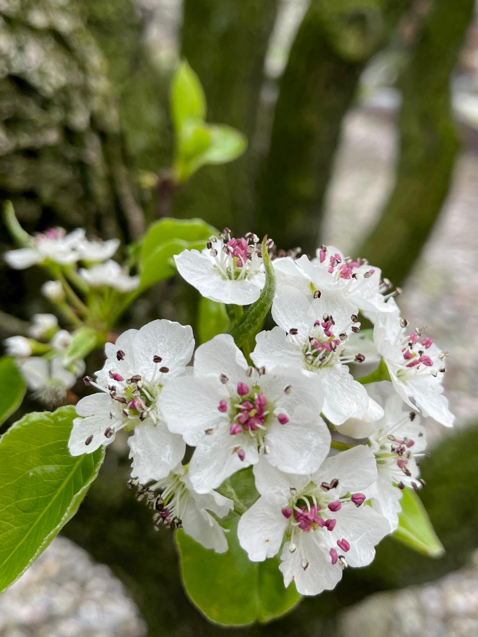 A Bradford pear tree is shown, Thursday, April 11, 2024, in Woodland Park. The trees is native to Asia.