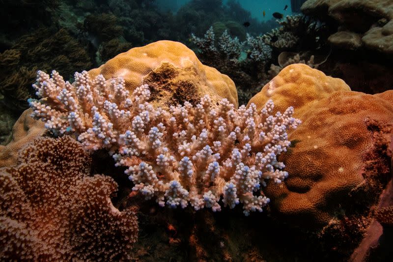 An Acropora coral colony grows on the Great Barrier Reef off the coast of Cairns, Australia