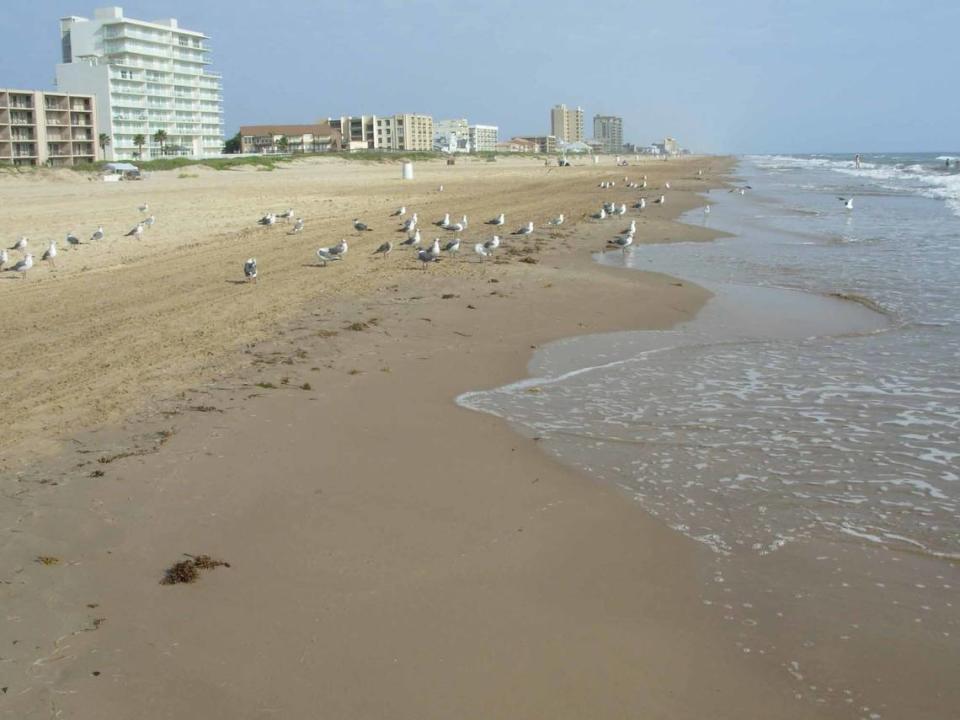 Gulls, gulls, gulls! But not a lot of people on South Padre Island in the fall. HELEN ANDERS/Cox News Service